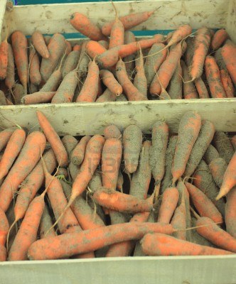 Dutch heirloom carrot DUTCH HUGE GIANT FLAKEE 1g...