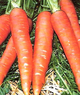French carrot de COLMAR 1gm seeds
