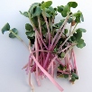 Red arrow Sprouting Radish  1 gm seeds