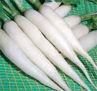 Long white icicle Italian Radish  1 gm seeds