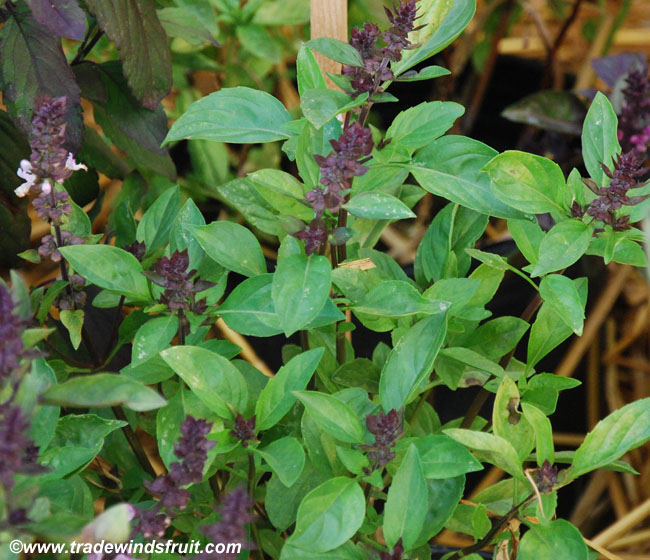 Licorice scented basil 100 seeds