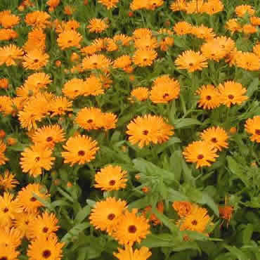 Calendula Pot Marigold 50 seeds