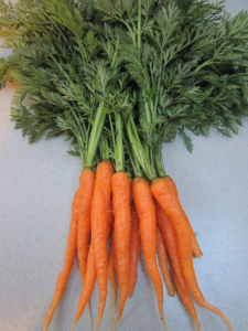 Heirloom carrot LITTLE FINGERS 1gm seeds