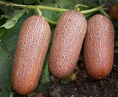 POONA KHERA Cucumber ASIAN heirloom 10 seeds