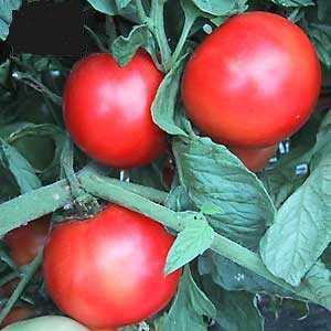 Bush Early girl red salad tomato 20 seeds