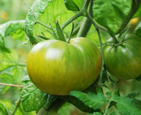 Evergreen tomato