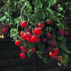 Gartenperle red cherry 20 seeds