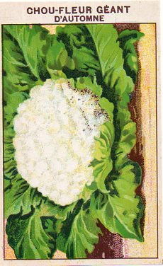 Chou-fleur geant  1gm seeds