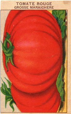 Tomate rouge grosse maraichere 20 seeds