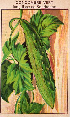 Concombre vert de Bourbonne10 seeds
