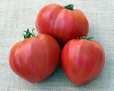 Kosovo beefheart tomato 20 seeds