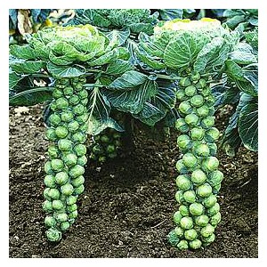 Heirloom Brussels sprouts LONG ISLAND IMPROVED10...