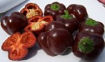 Mini chocolate bell sweet pepper 20 seeds