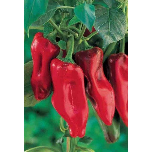 Red Marconi Pepper 20 seeds
