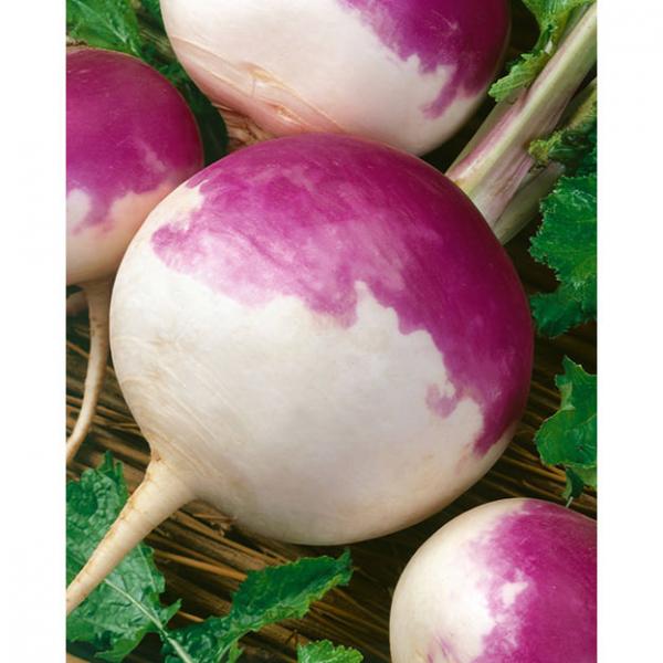 Heirloom Turnip PURPLE TOP WHITE GLOBE  100 seeds