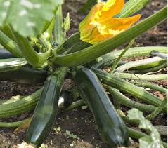 Black Beauty courgette 10 seeds