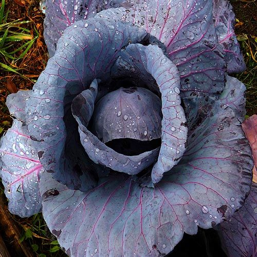 Heirloom RED ACRE CABBAGE  100 seeds