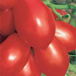 Rio Grande red paste tomato 20 seeds
