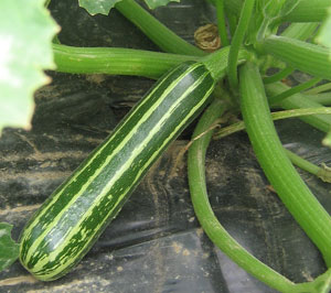 Cocozelle green striped courgette 10 seeds