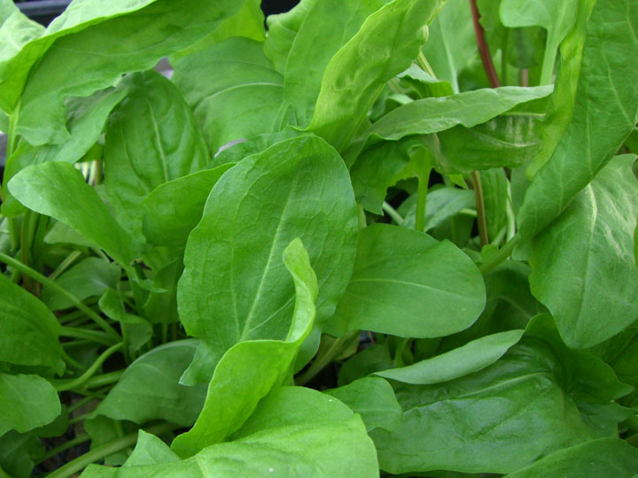 French broad leaf green sorrel 100 seeds