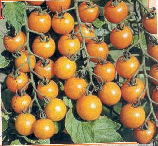 Sungold F1 orange cherry  10 seeds