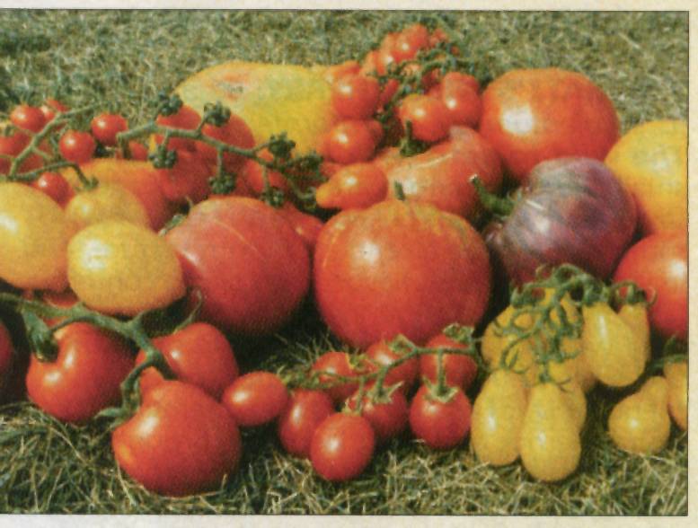 Heirloom tomatoes jandl